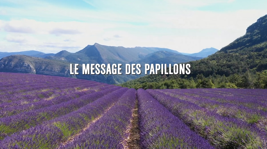 LE MESSAGE DES PAPILLONS