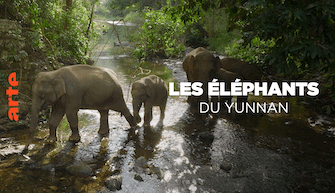 Les éléphants du Yunnan
